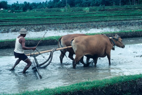 2008-09-18-baliplough.jpg