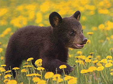 Image result for bear cub in yellow flowers