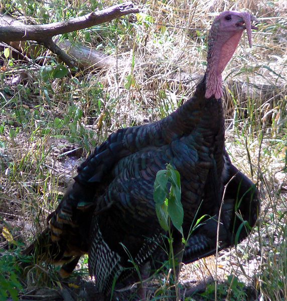 2008-11-20-turkey.jpg