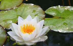 2008-12-12-sacredlotus.jpg