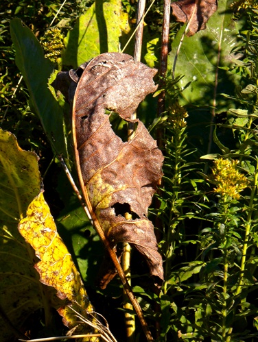 2008-12-13-leaf.jpg