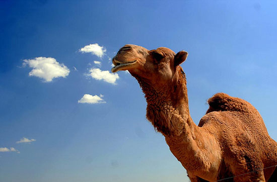 eating australia desert camel photo