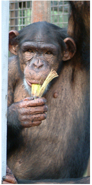 2009-02-10-ChimpanzeeBella.jpg