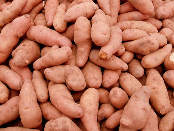 organic sweet potatoes photo