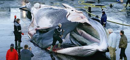 2009-02-18-whale_corpseICELAND.jpg