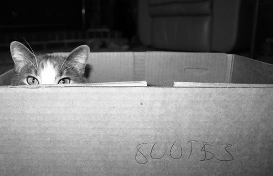 cat box photo