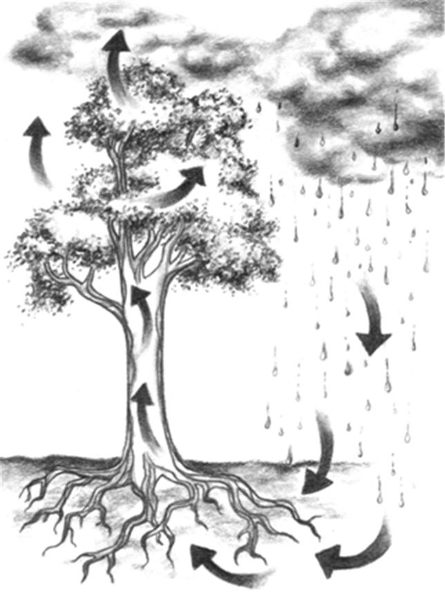 2009-04-05-Treewatercycle.jpg