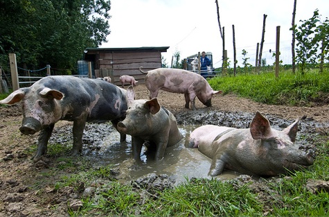 2009-05-01-pigs.jpg