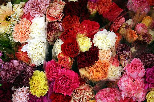 2009-05-08-carnations.jpg