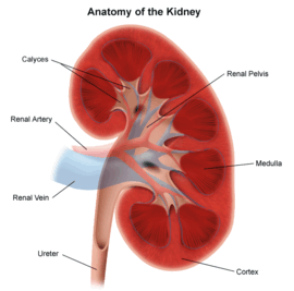 2009-06-02-kidney1.gif