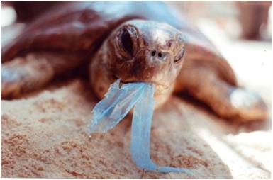 2009-06-21-TurtleEatingPlastic1.jpg