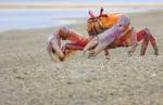 2009-06-22-crab.jpg