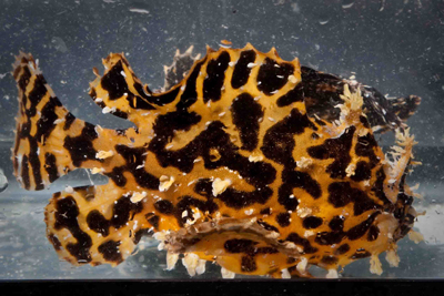 2009-07-03-frogfish1.jpg