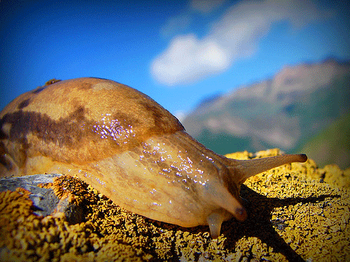 slow food snail photo