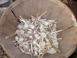 2009-08-14-garlic1.jpg