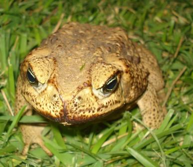 2009-08-14-toadtwo.jpg