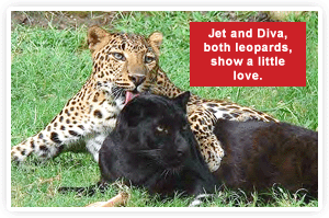 2009-08-27-leopards.gif