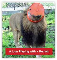 2009-08-27-lion_bucket.gif