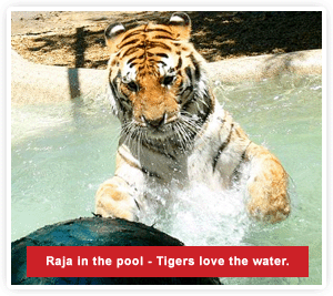 2009-08-27-tiger_water.gif