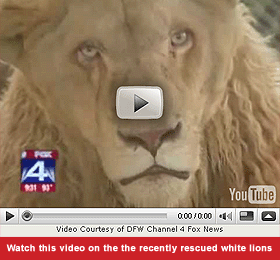 2009-08-27-white_lion_video.gif