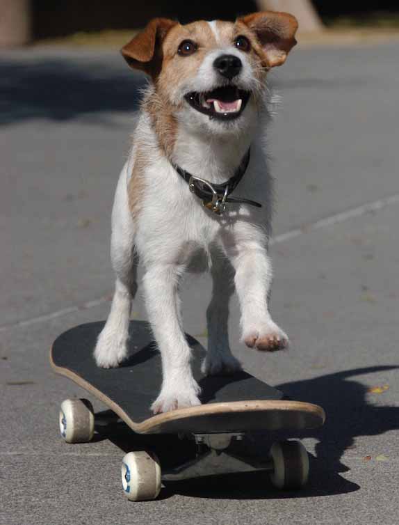 dog riding skateboard