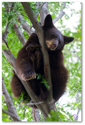 2009-09-17-BearCub2shadowed6x4.jpg