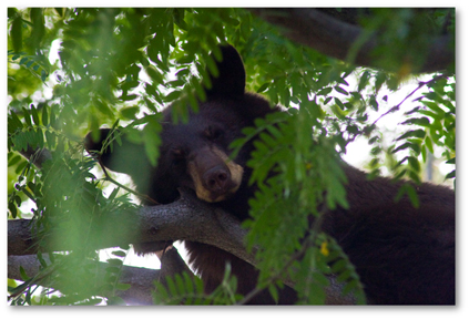 2009-09-17-BearCub36x4shadowed.jpg