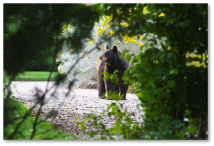 2009-09-17-BearMom36x4shadowed.jpg