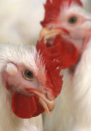 Chickens photo credit USDA