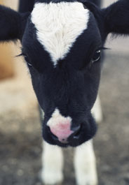 Calf face photo credit iStockphoto