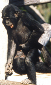 2009-11-03-bonobos.jpg