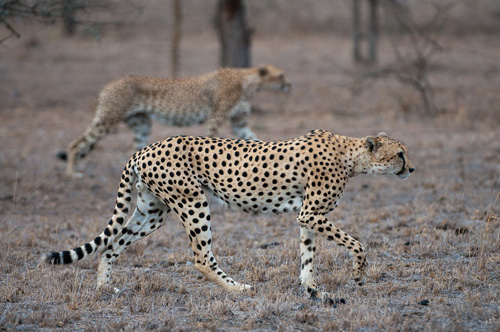 2009-11-09-OlDonyoWuas_CheetahStalking_Sept2009_DanaAllen.jpg