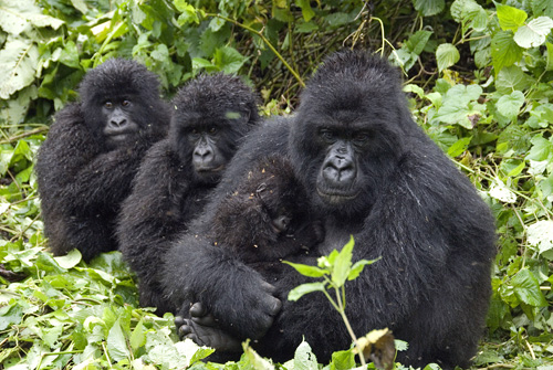 2009-11-09-gorillas.jpg