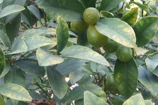 2009-12-02-kumquat.jpg