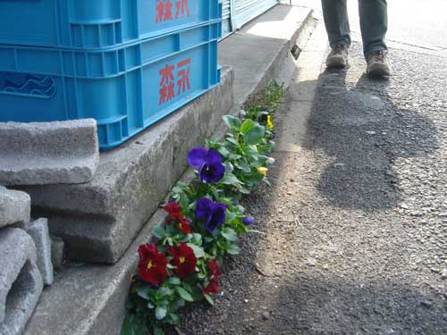 2009-12-03-pansies_sidewalk_suginami_t.jpg