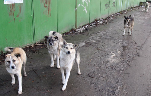 2009-12-03-straydogs.jpg