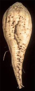 2009-12-11-sugar_beet.jpg