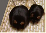 2009-12-31-Mice.png