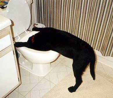 2010-01-12-dog_drink_toilet.jpg