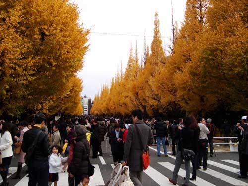 2010-01-12-icho_namiki_meijijingu_gaie.jpg