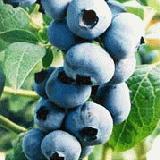 2010-01-30-Blueberries.jpg