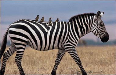 2010-02-09-zebra.jpg