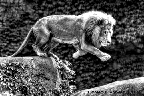 2010-02-11-GarethGlynnAsh03Lion.jpg