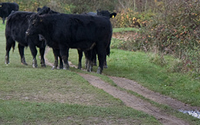 2010-02-23-cows.png