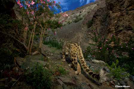 2010-03-01-SnowLeopard_SteveWinter.jpg