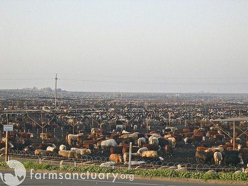 2010-03-03-farmsanctuary.jpg