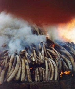 2010-03-12-elephantivoryburning.jpg