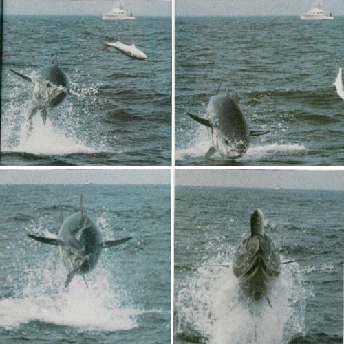 2010-03-19-bluefins.jpg