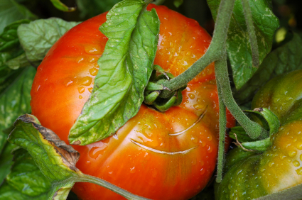 2010-04-07-tomato.jpg