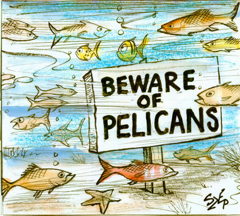 The Daily Szep- Beware of Pelicans | HuffPost Latest News